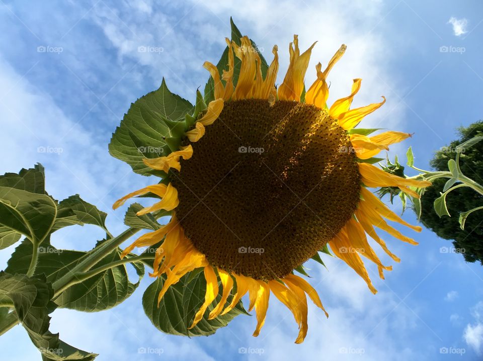 Huge Sunflower