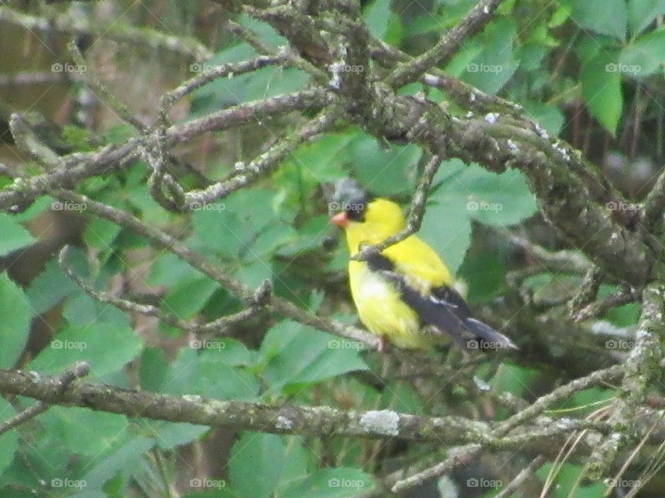 Goldfinch