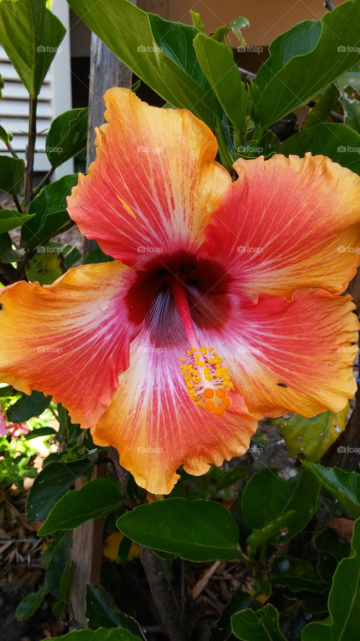 Sherbet Colored Hibiscus.