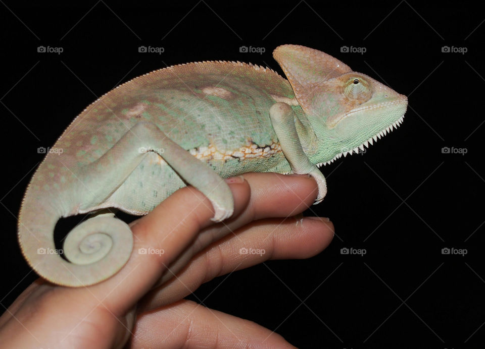 chameleon
