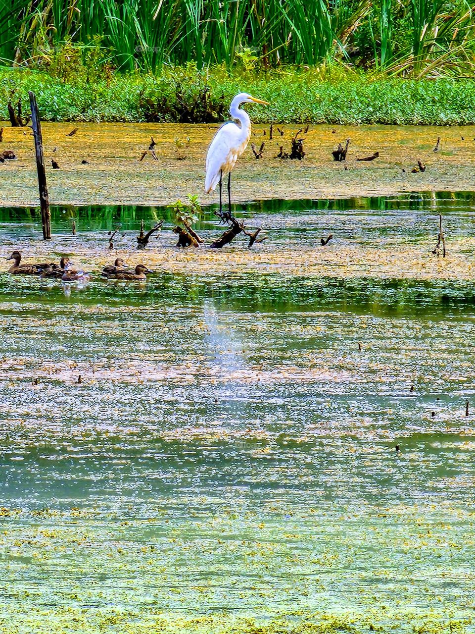 A crane enjoys the morning sun while keeping an eye out for breakfast in a shallow pond