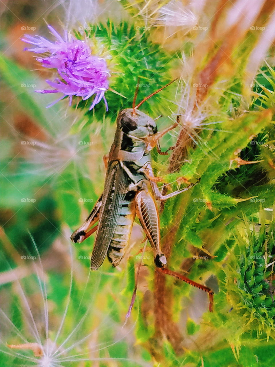 Nature, Wild, Insect, Flora, Summer