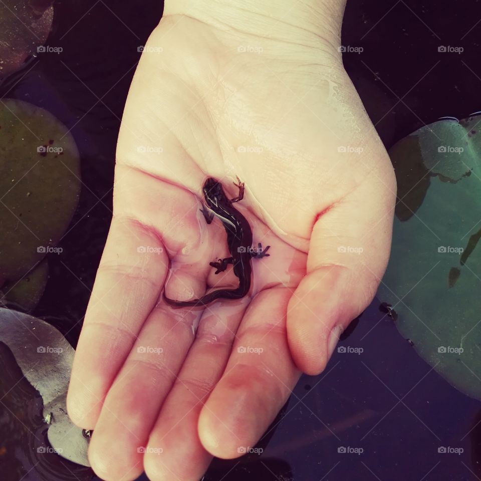 Schwarzer Molch auf der Hand, schwarzer Molch, Molch, Salamander, junger Molch, Hand, Natur, Tier, Wassertier, Wassertiere, Teich, Teichtiere, Tiere im Teich, junger Molch auf der Hand