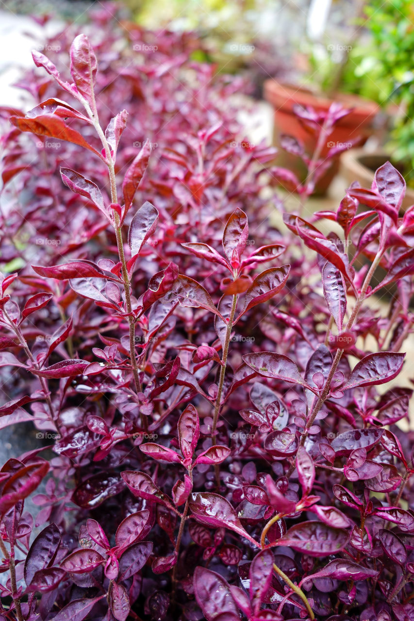 Portraits of a plant 