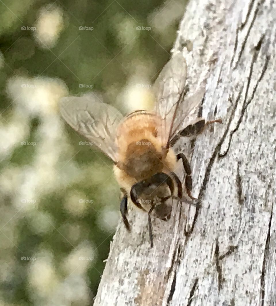 Bee on wooden railing 6