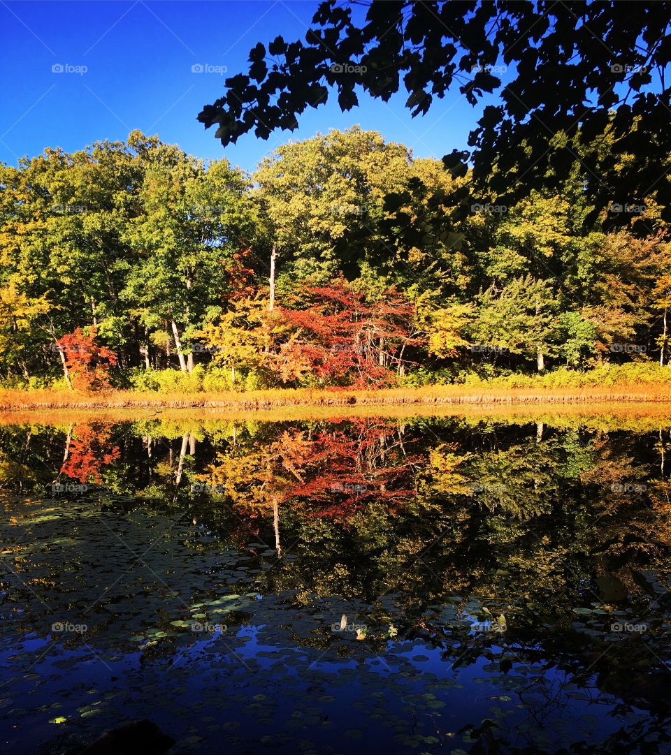 Fall foliage