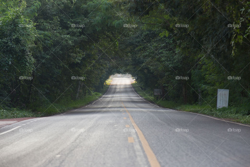 Tree tunnel over the road