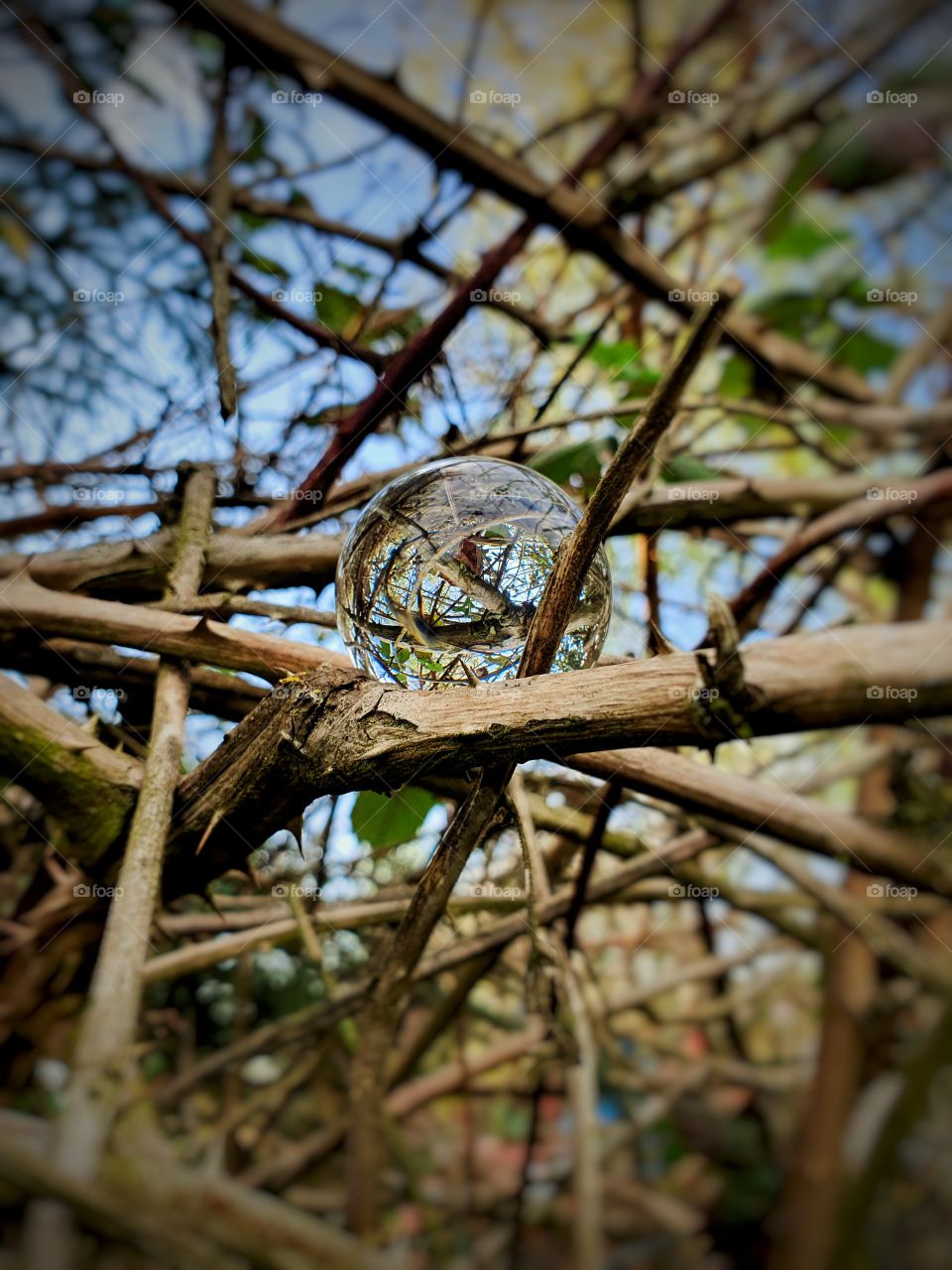 Lensball in thorn hedge