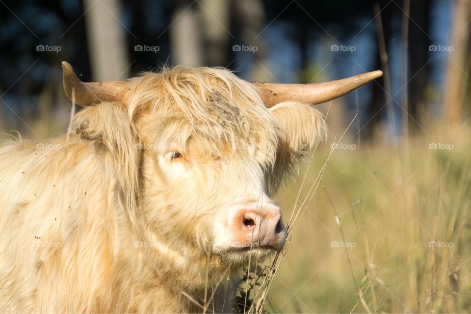 A Scottish Highland Cow in  Maine