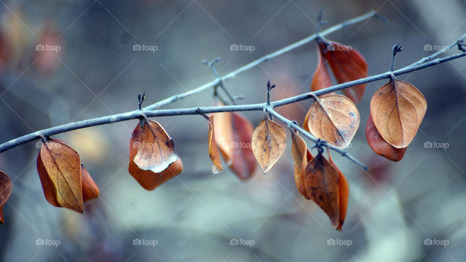 Dry leaves