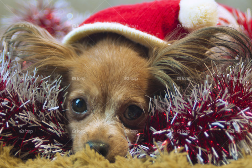 a dog dressed in a New Year's cap and a sweater