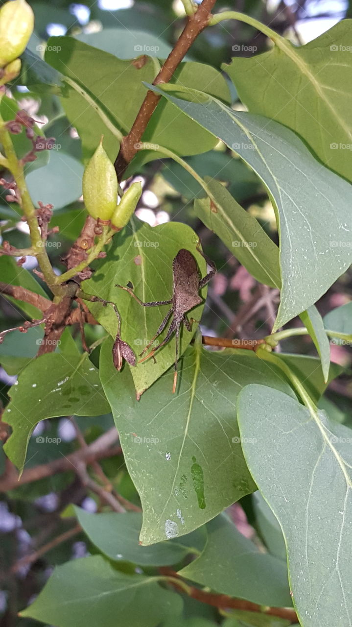 Stink Bug