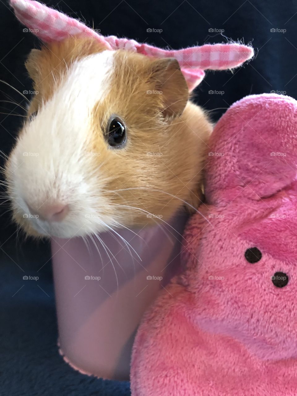 Cute little guinea pig named Sugar