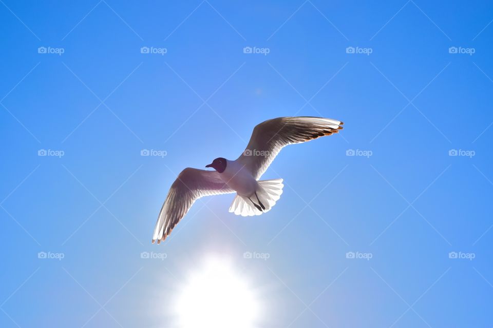 Bird Flying on sky