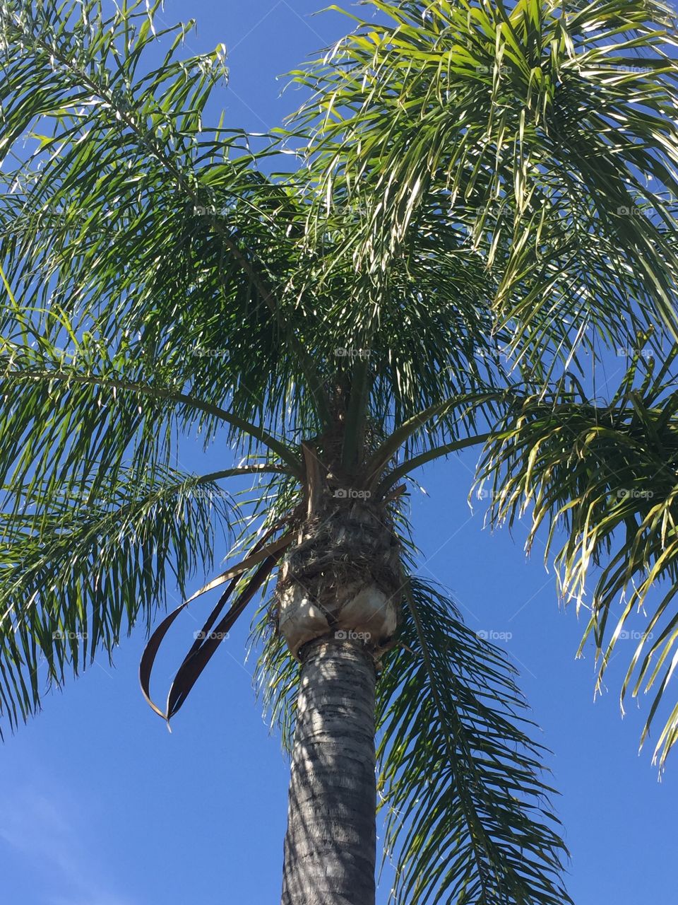 Palm tree 
