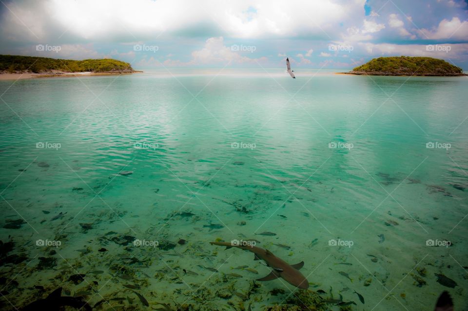 Sharks along the shore in a remote island in Xuma Bahamas 