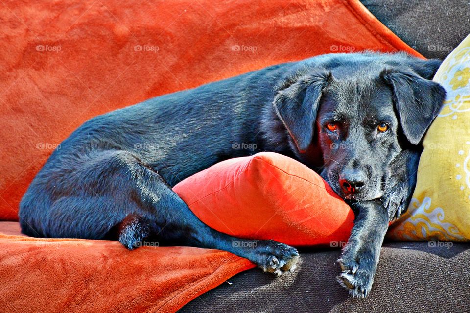 Black Labrador Retriever 