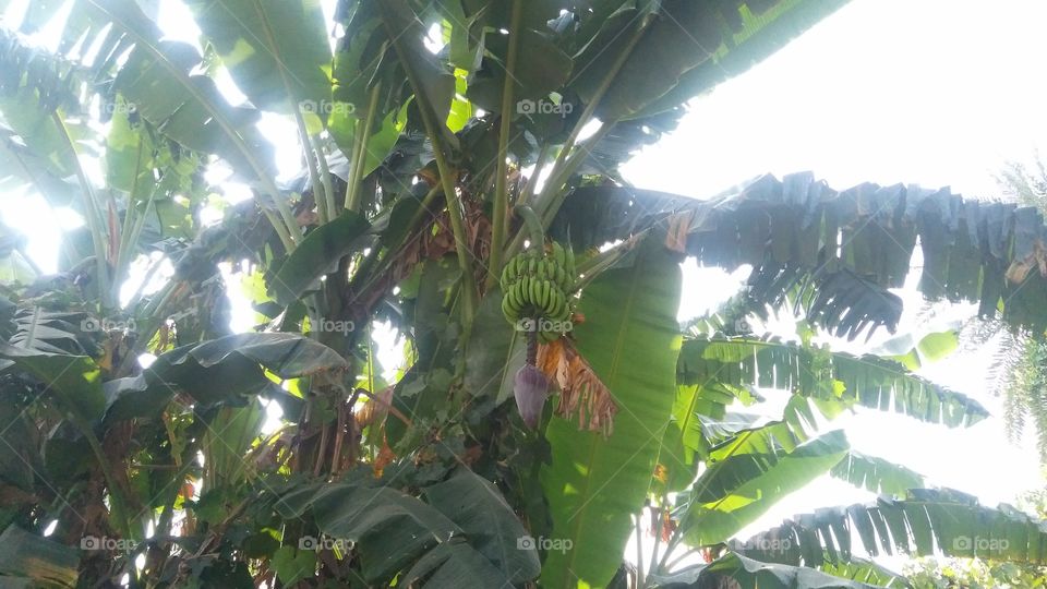 a banana tree in the garden.