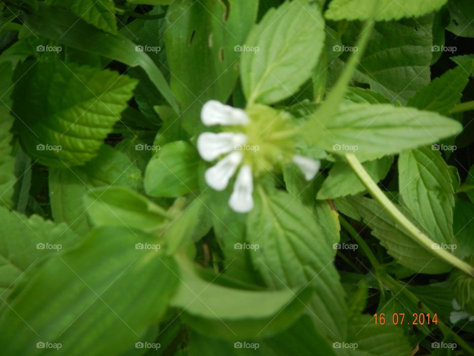 Green and white beauty