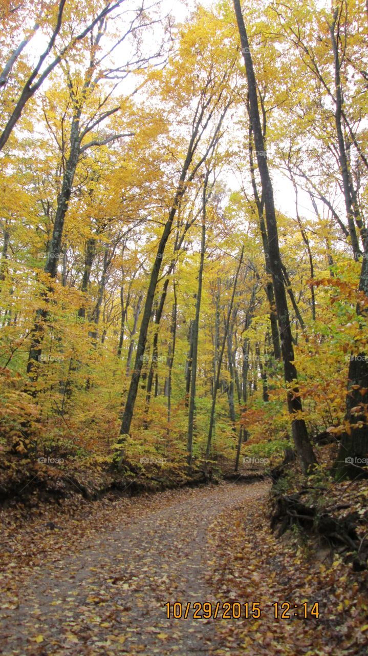 Northern Michigan 