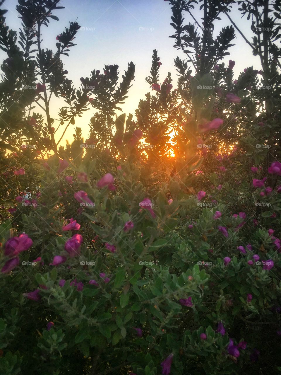 Sunset through the salvia plants 