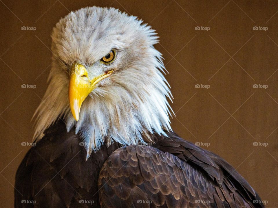 An adult Bald Eagle is in a Arizona raptor rescue center after being found injured in the forest. If all goes as planned he will soon be released back into the wild.