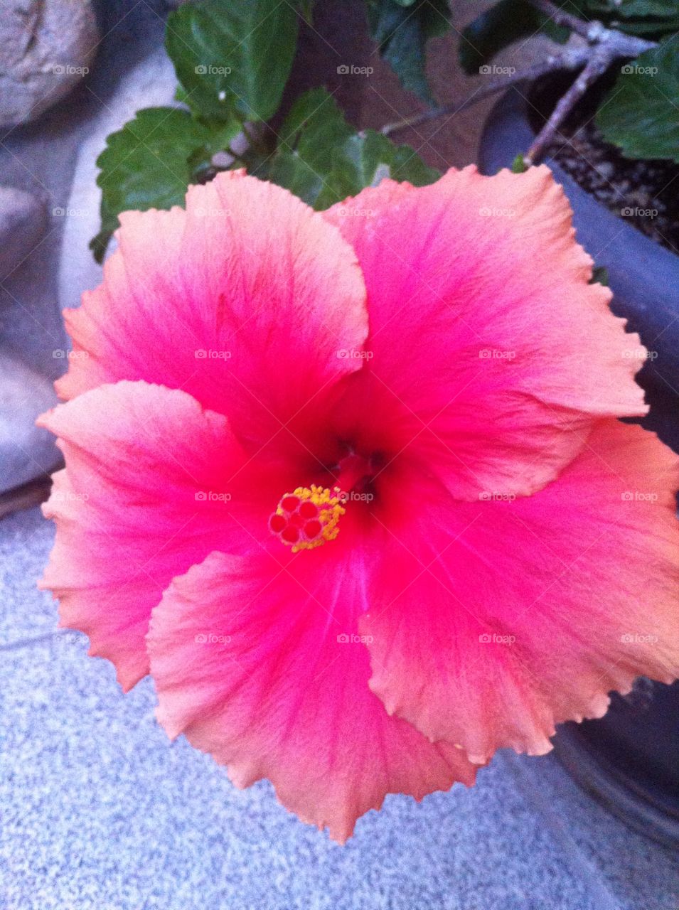 Hibiscus from my Brentwood Ca home garden
