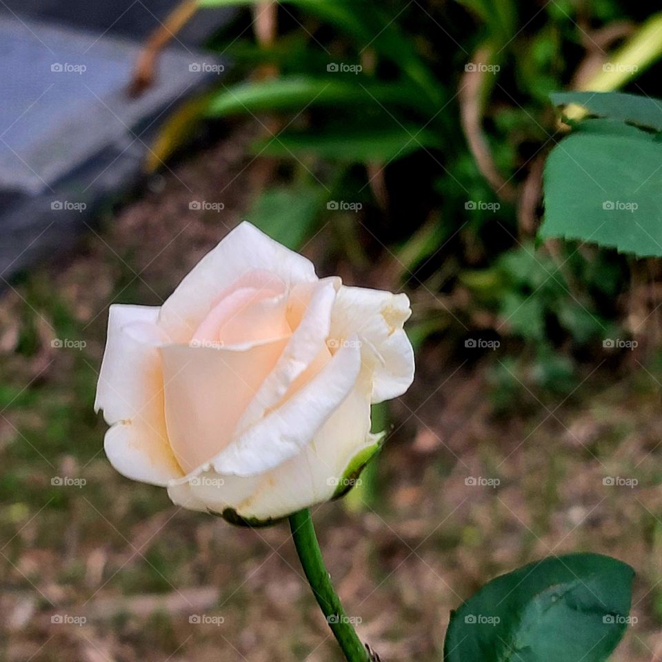 rose