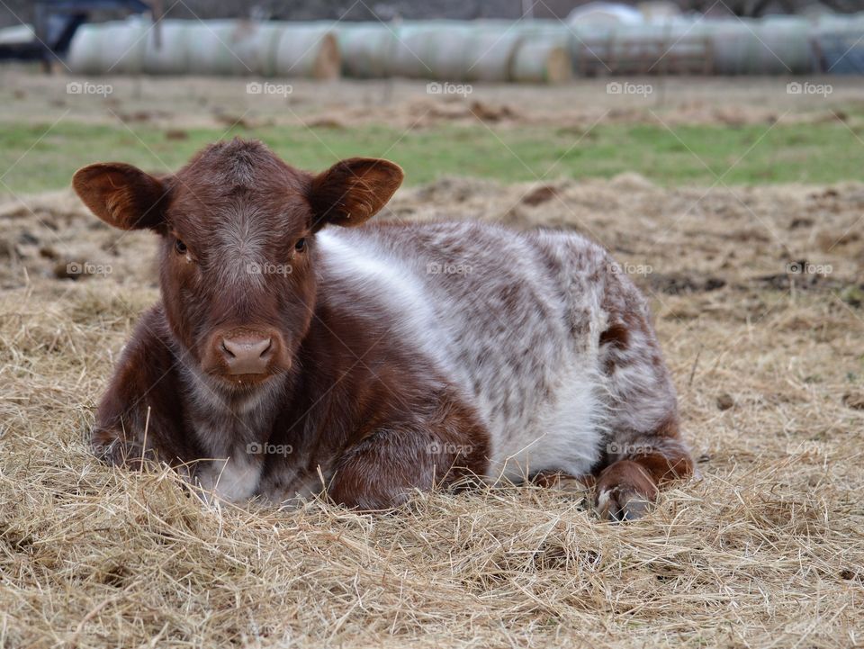 Calf staying warm in the hay. 