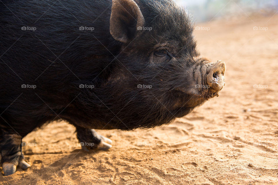 Ugly but adorable. A close up image of a black pig with some fashion attitude! Almost looks like a smile...
