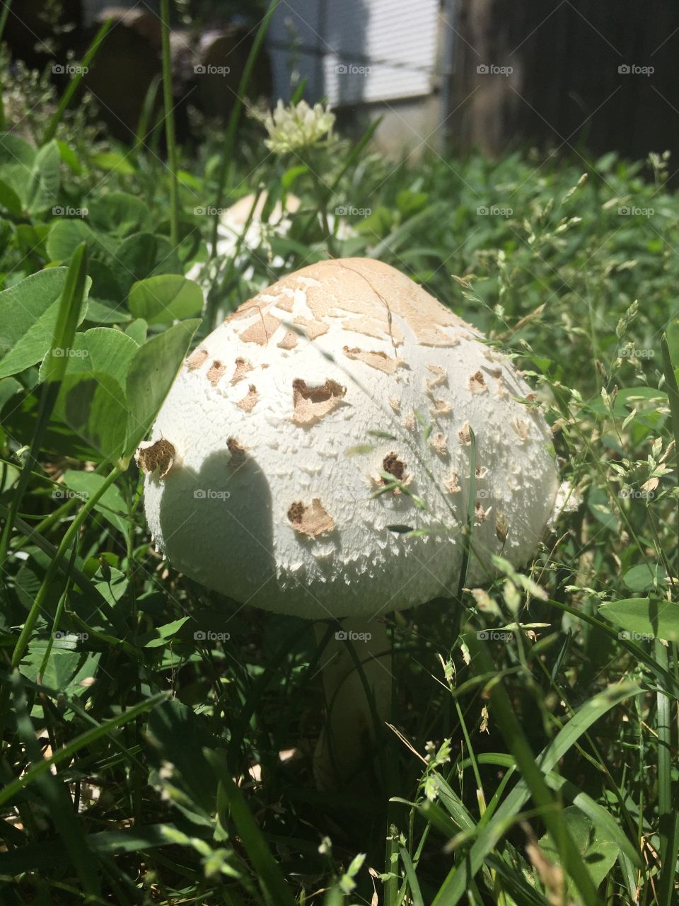 Big white mushroom 