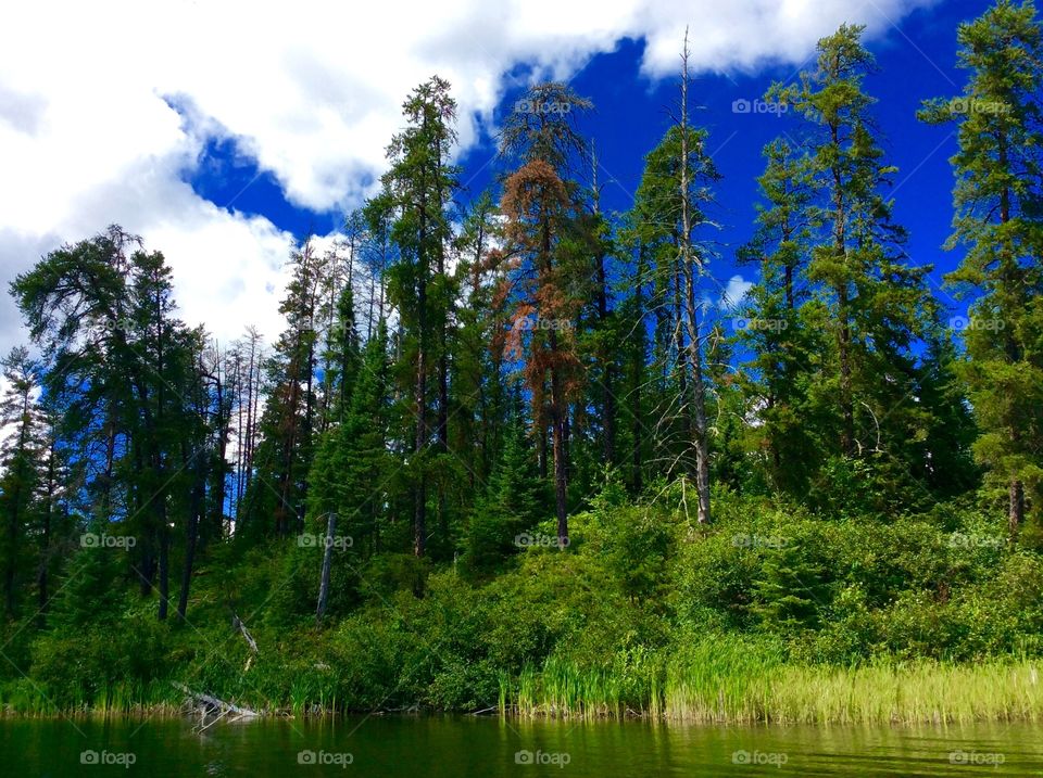 Forest reflection in lake