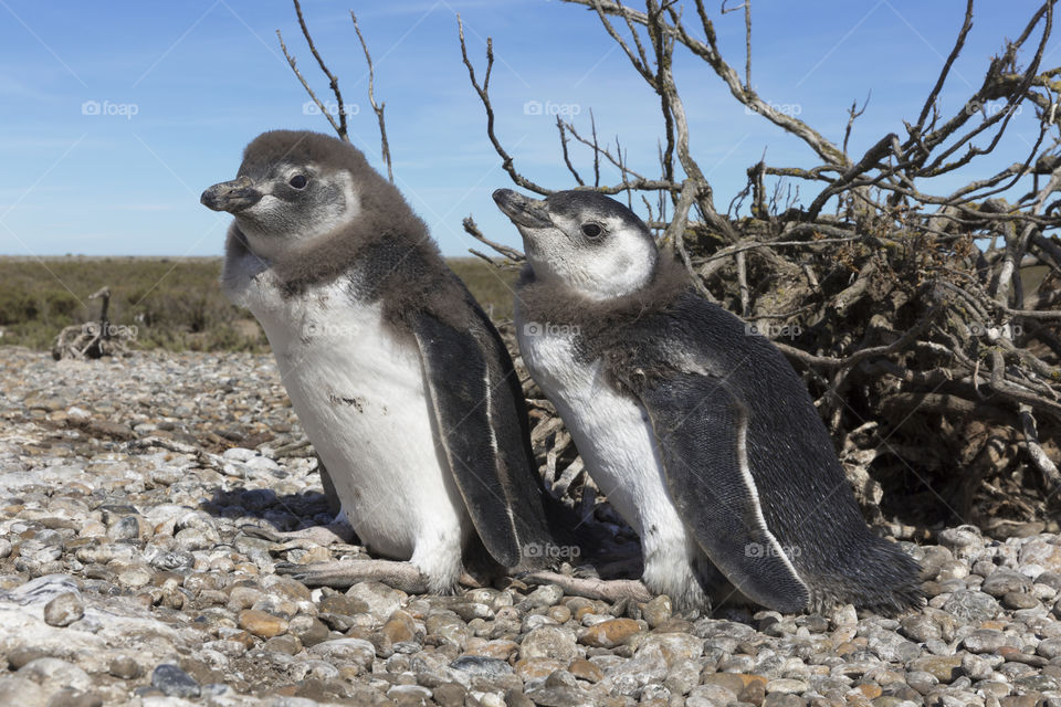 Pinguenera Faro Cabo Virgenes.