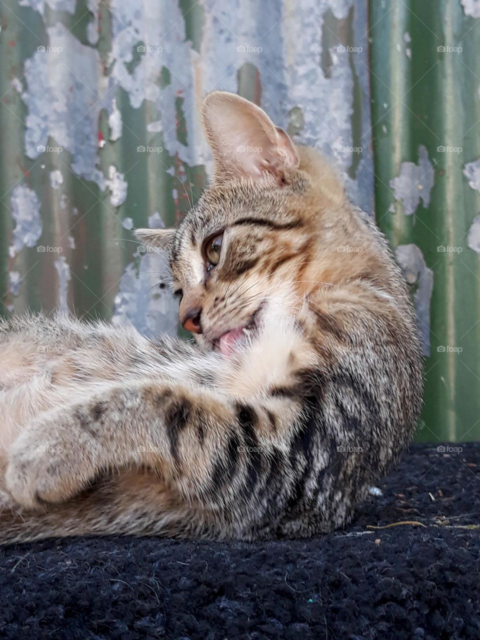 A tabby cat cleaning itself on top of a water tank.