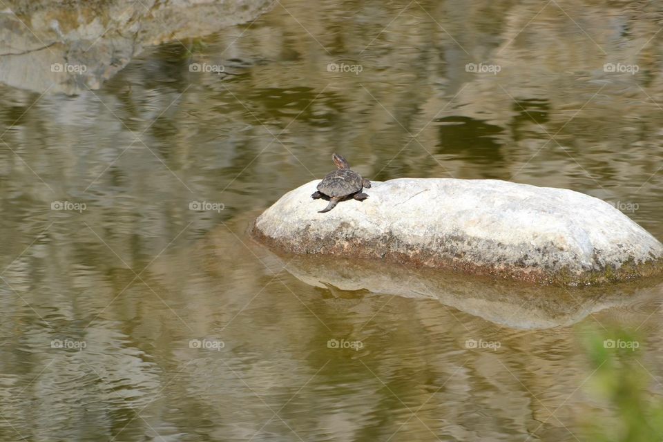 Turtle - Cali River