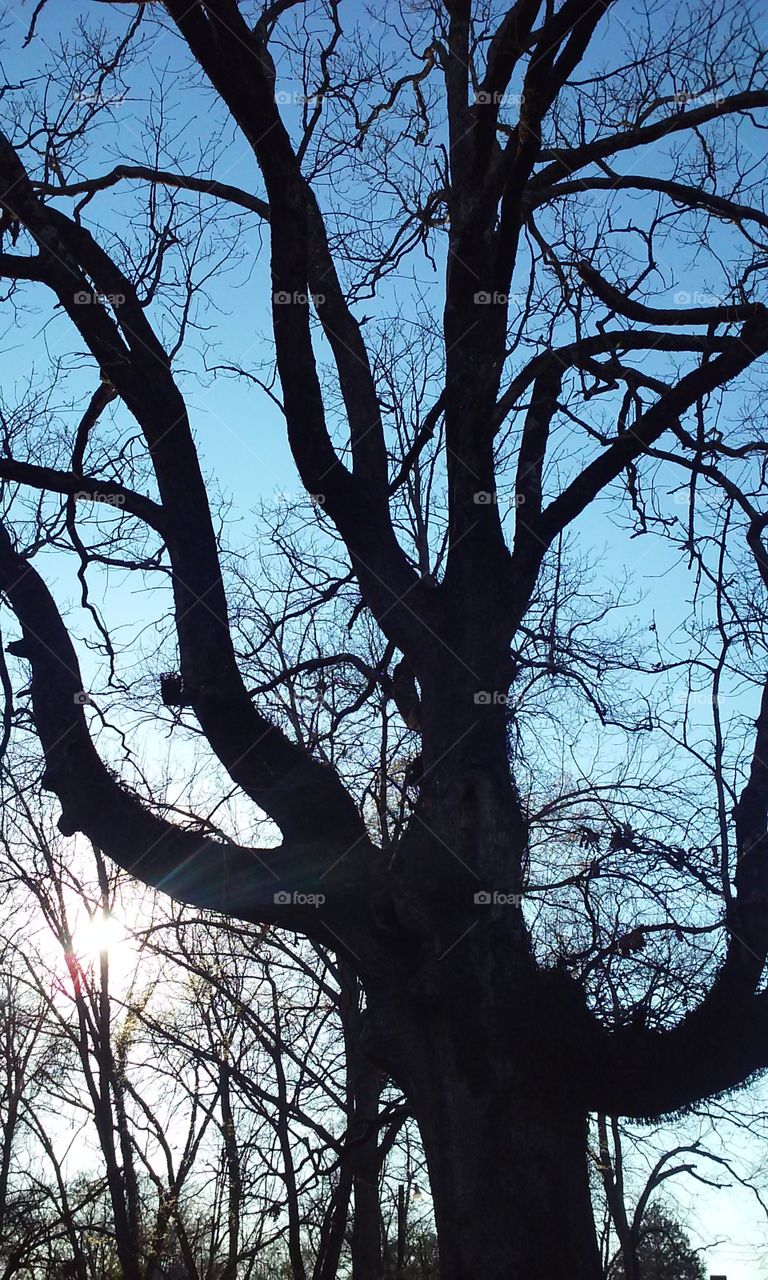 Oak Tree at sundown