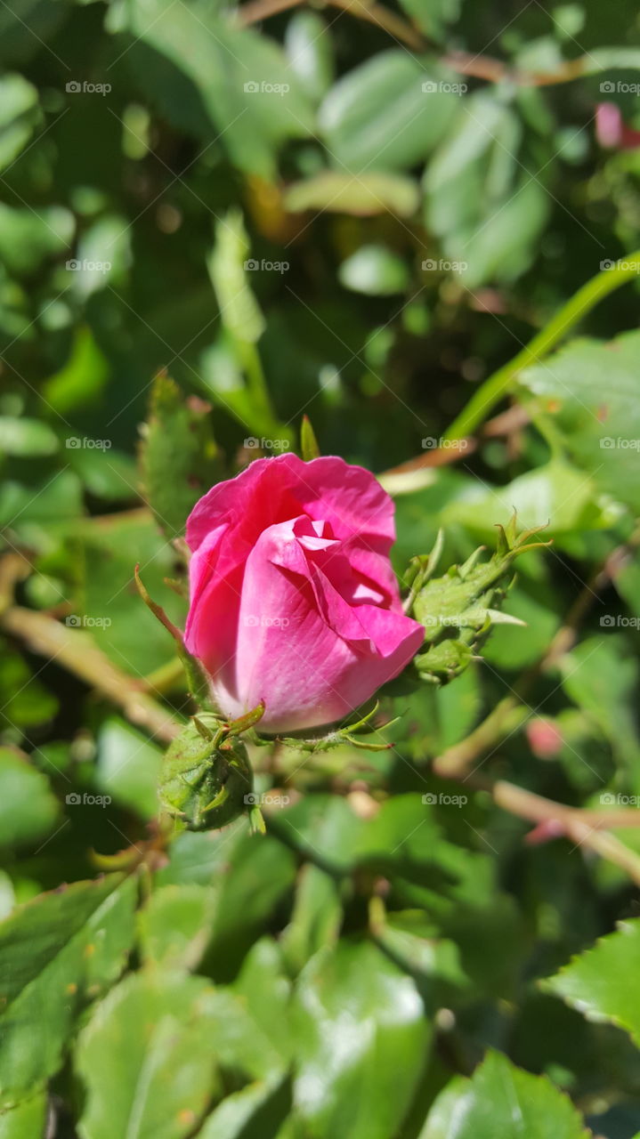 Early Rose