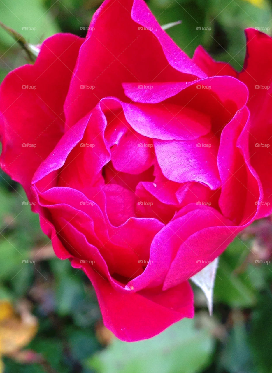 Red rose blooming at outdoors