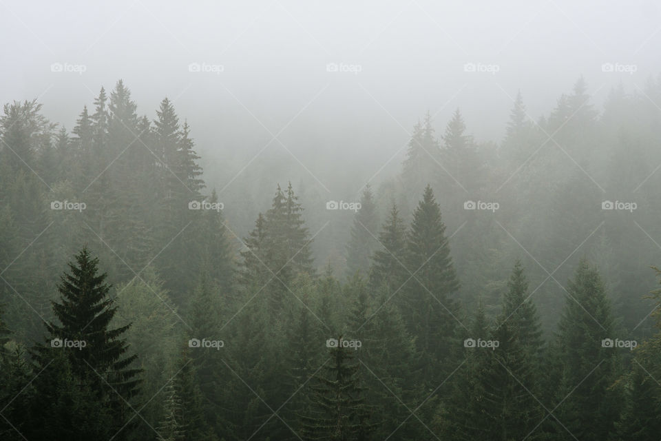 Autumn fog over pine trees