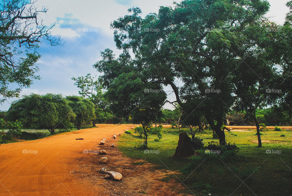 Yala park in Sri Lanka landscape 