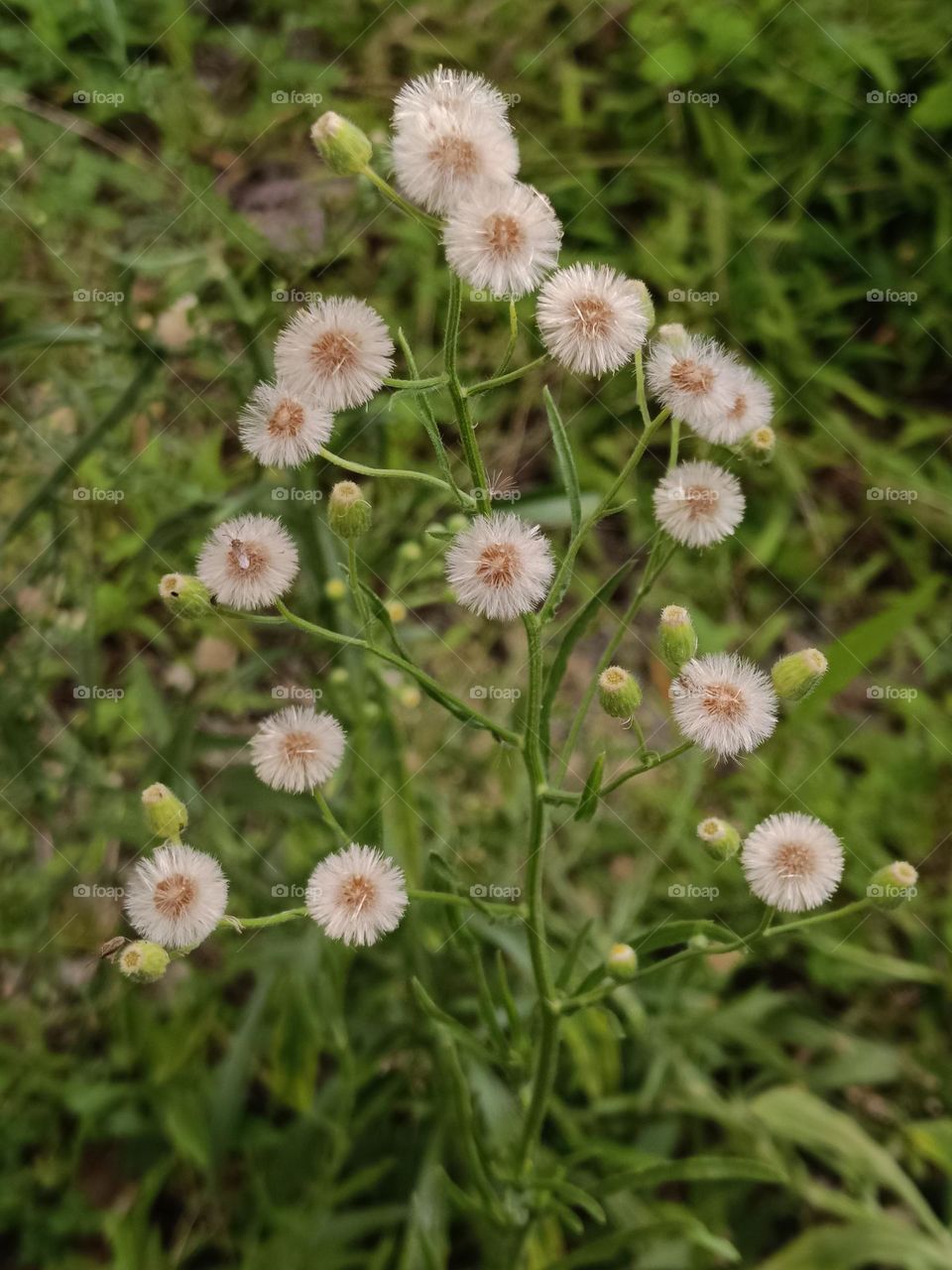 Summatra Fleabane