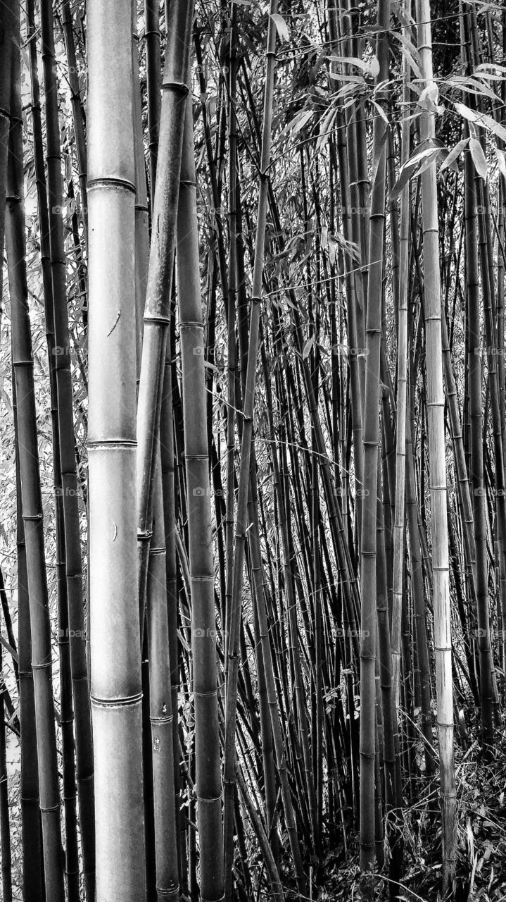 bamboo