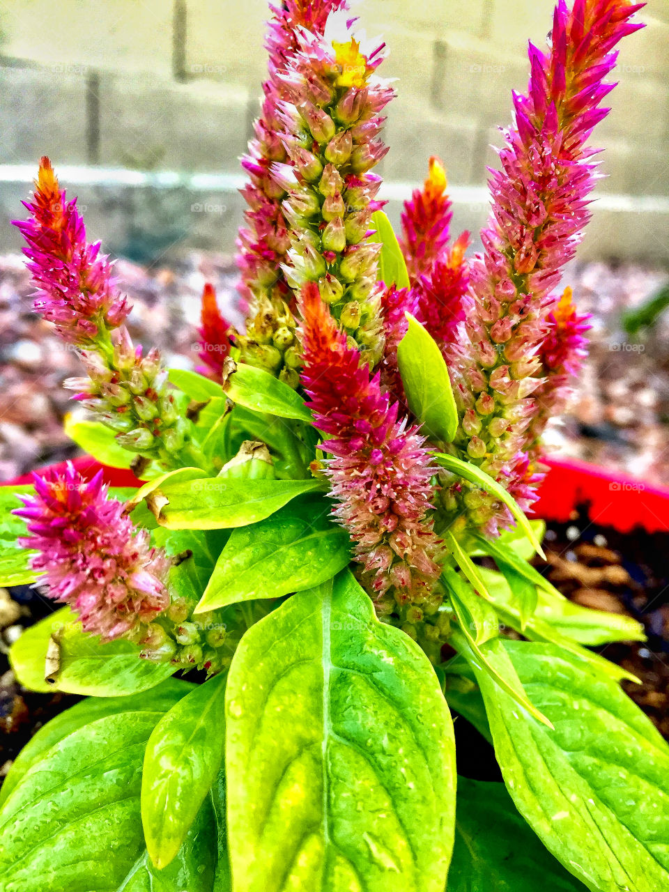 Is finally bloomed and beautiful day is here. 