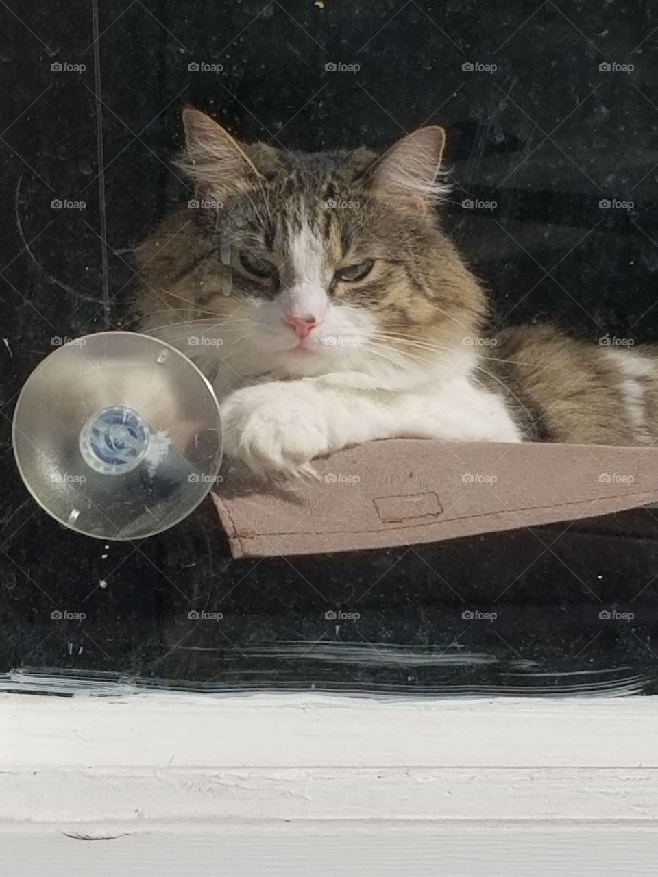 window kitty