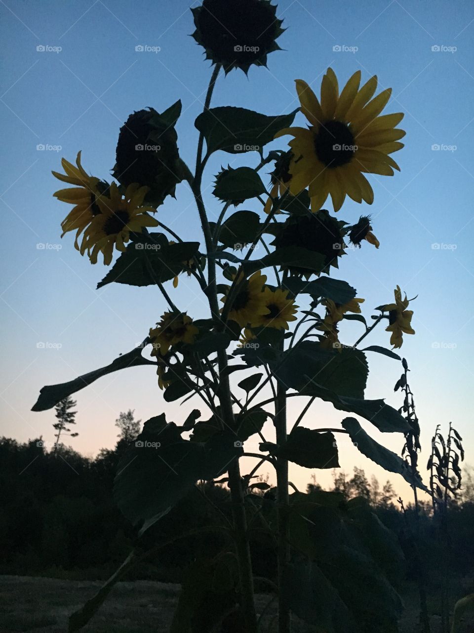Sunflowers against the setting sun