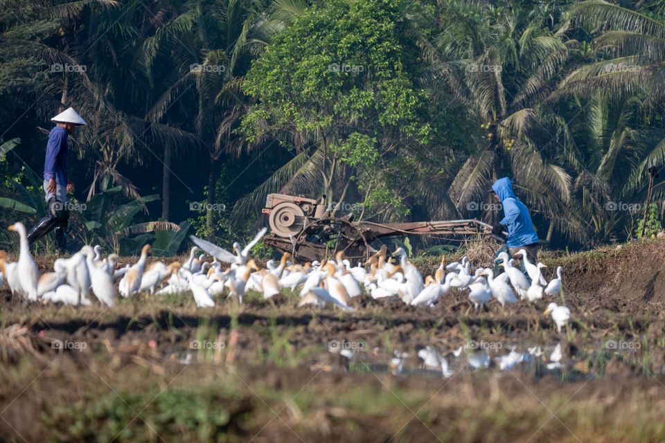 the farmers in the blue shirt is plowing the field and the egrets are looking for food
