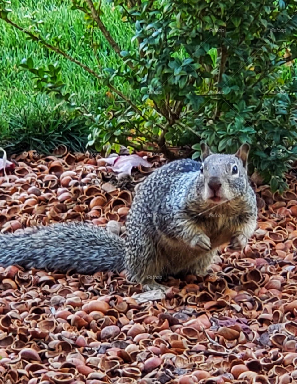 squirrel eating nuts