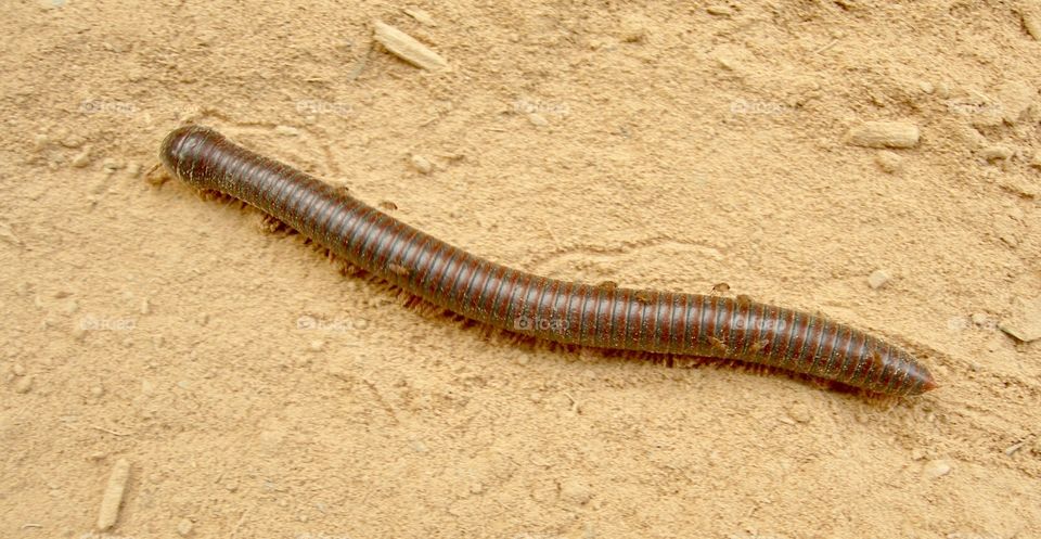 centipede