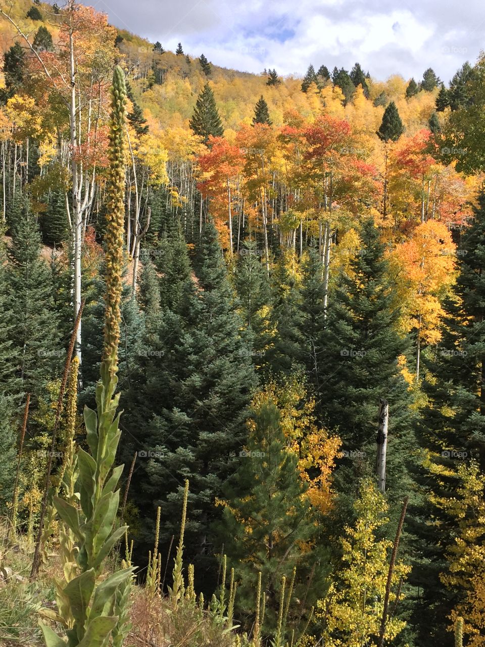 Fall Colors Hillside