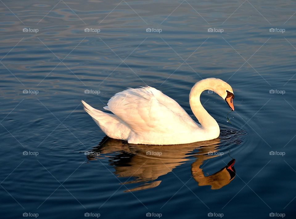 a swan swimming in the port of Stralsund, Germany